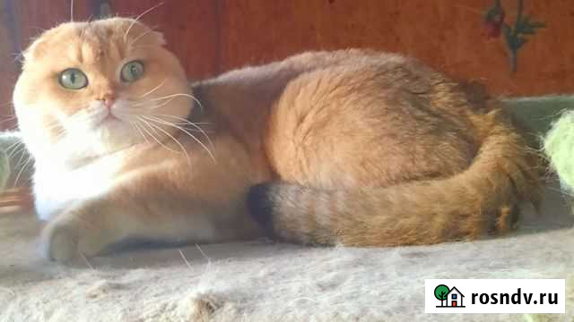 Вязка. Золотая шиншилла кот вислоухий Краснодар - изображение 1