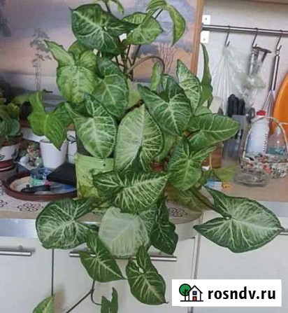 Сингониум Курск - изображение 1