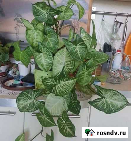 Сингониум Курск - изображение 1