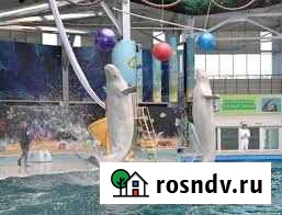 8 января Дельфинарий г. Набережные Челны Воткинск - изображение 1