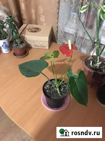 Антуриум Березники - изображение 1