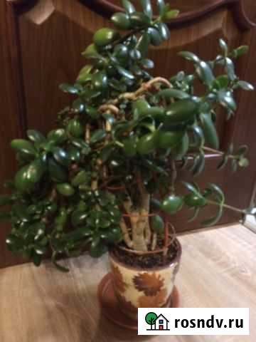 Толстянка, денежное дерево Пенза - изображение 1