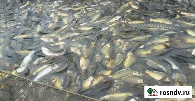 Карп живой. Мальки карпа на разведение, зарыбление Нижний Новгород - изображение 1