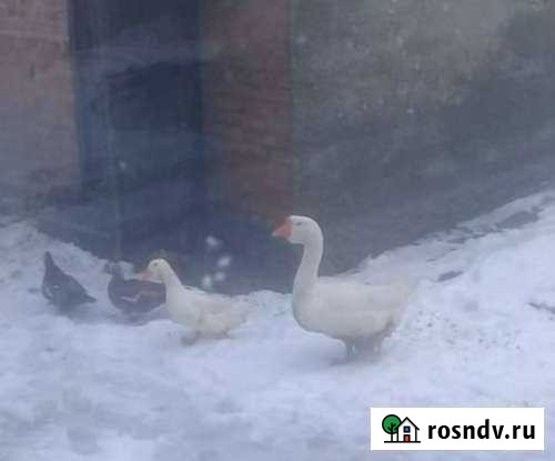 Холмогорский гусь Новочеркасск - изображение 1