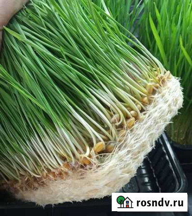 Пророщенная пшеница (Витграсс) Тюмень - изображение 1