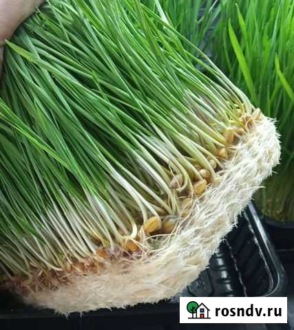 Пророщенная пшеница (Витграсс) Тюмень - изображение 1