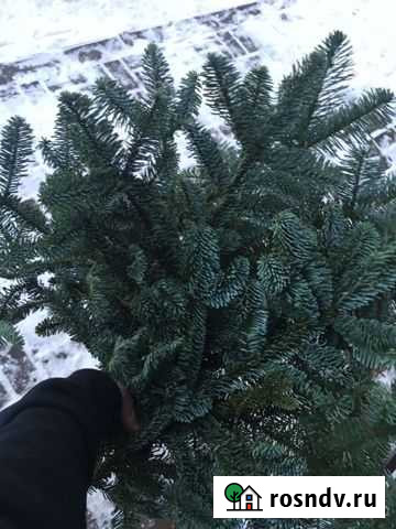 Ель Липецк - изображение 1