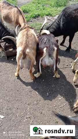 Козы дойные, козлики, козочки на племя Омск - изображение 1