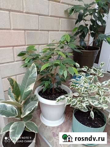 Фикус бенджамина Кореновск - изображение 1