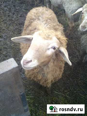 Баранчик на племя Засосна - изображение 1