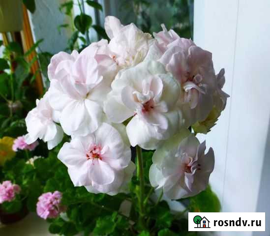 Пеларгония PAC VivaMadeleine Саранск - изображение 1