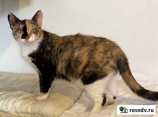 Отдам принцессу Буонасье Вологда - изображение 1