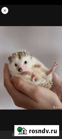 Африканский ежик Старый Оскол - изображение 1