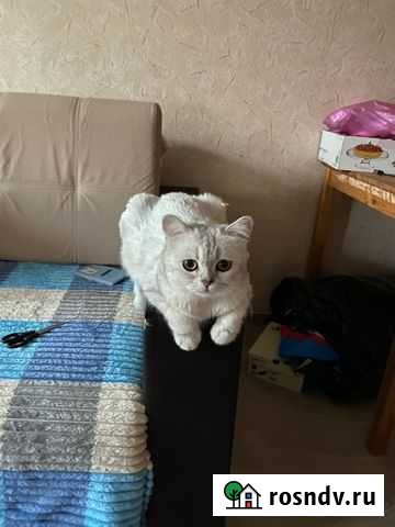 Шотландская Ростов-на-Дону - изображение 1