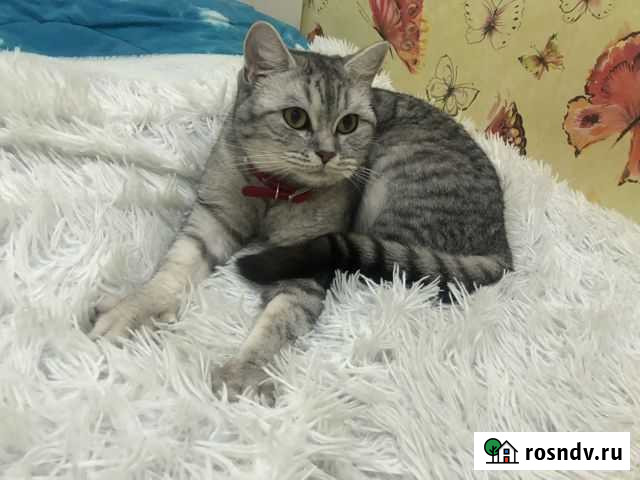 Кошка Брюховецкая - изображение 1