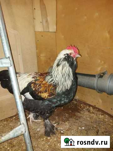 Продаю петуха Видное - изображение 1