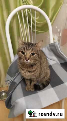 Ищем хозяина Нижний Новгород - изображение 1