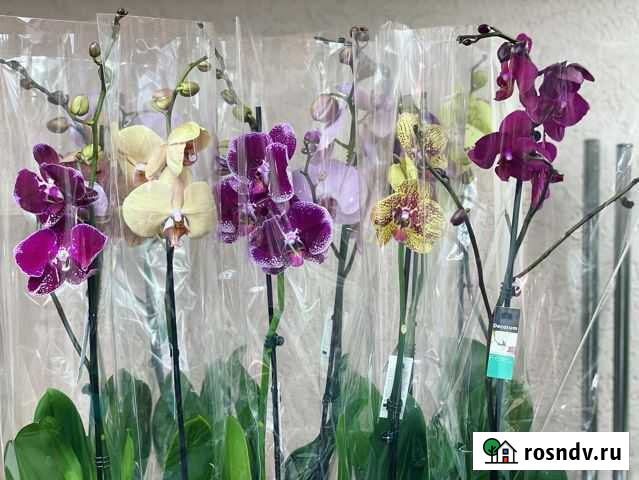Орхидеи Симферополь - изображение 1