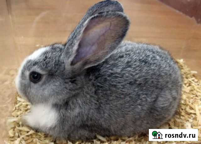 Продаю кроликов Пудож - изображение 1