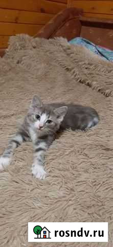 Котёнок в добрые руки Шаховская - изображение 1