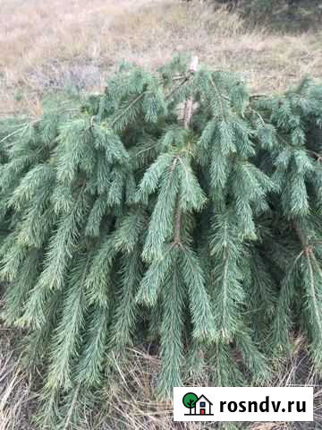 Сосна самосевка Новохоперск - изображение 1