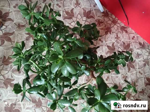 Толстянка цветок Чита - изображение 1