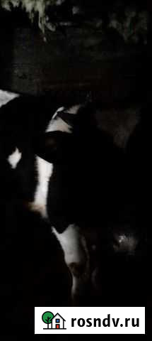 Бык Первоуральск - изображение 1