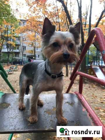 Вязка кобель Белоозёрский - изображение 1