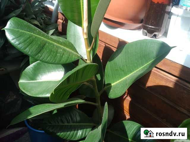 Фикус Кострома - изображение 1