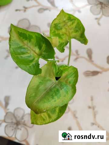 Сингониум кристмас Оренбург - изображение 1