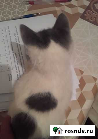 Котёнок, 2 месяца, очень красивая девочка Грозный - изображение 1