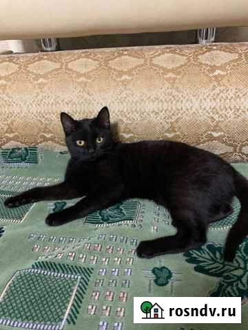 Кошечка - подросток Началово - изображение 1