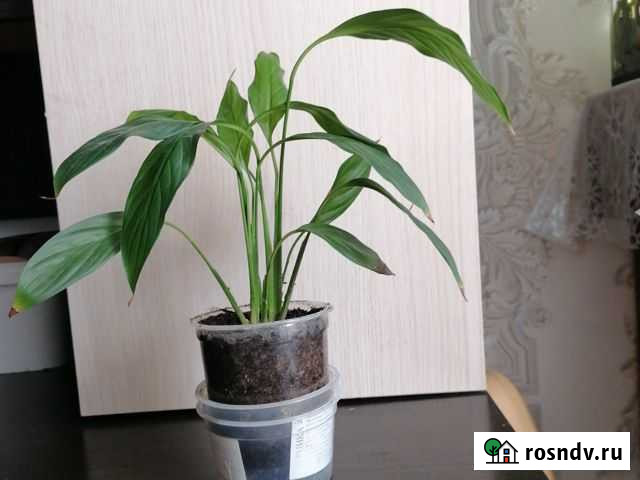 Спатифиллум Хабаровск - изображение 1