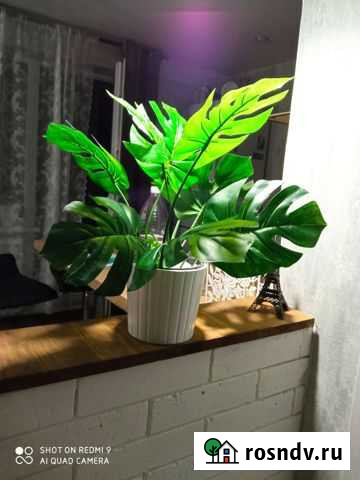 Манстера Новосибирск - изображение 1