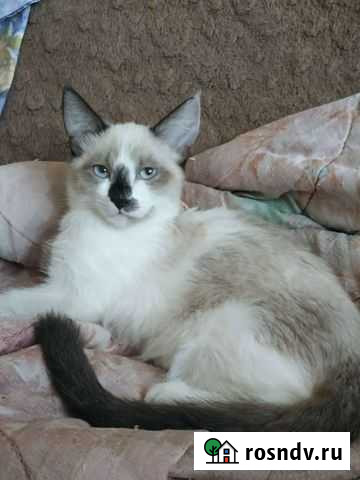 Кошки бесплатно Тамбов - изображение 1