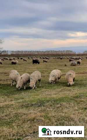 Ярки Хасавюрт - изображение 1