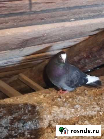 Голубь Семилуки - изображение 1