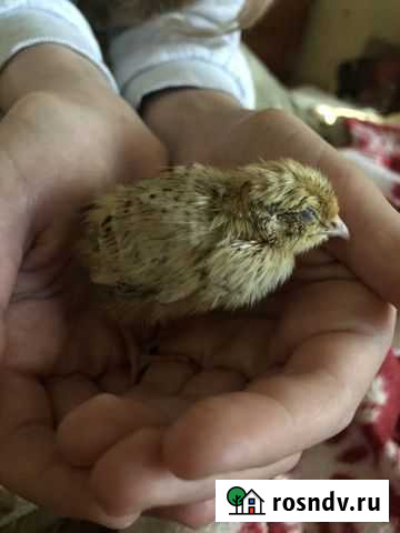 Перепел живой Мясо Перепёлки, мясо бройлера, мясны Пермь - изображение 1