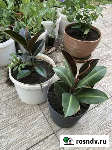 Фикус Волжский - изображение 1