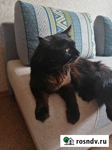 Мейн-кун вязка Ярославль - изображение 1