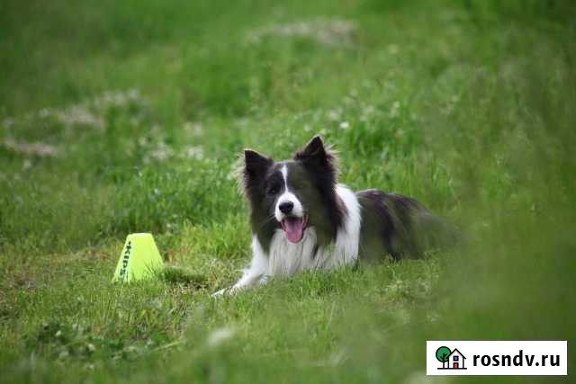 Кобель бордер колли для вязки Краснодар - изображение 1