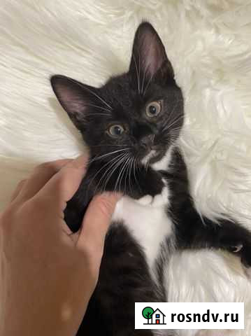 Котята бесплатно Воронеж - изображение 1