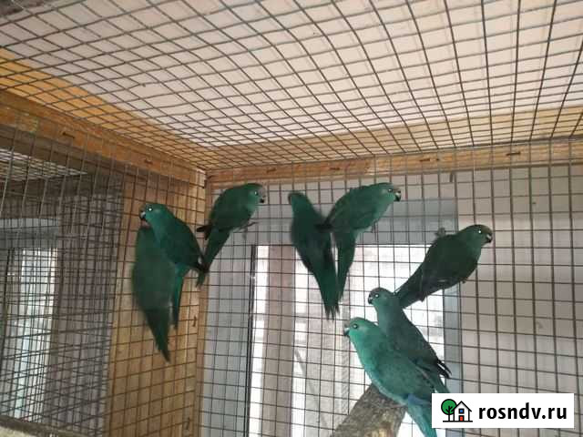 Какарики Старощербиновская - изображение 1