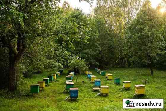 Продам пасеку, пасека, пчелы Камские Поляны