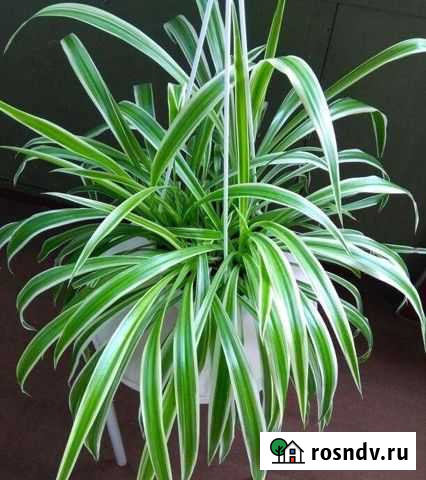 Хлорофитум Лаксум Белогорск - изображение 1