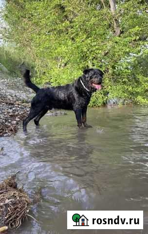 Вязка ротвейлер (сын Амиго из дома Торра) Саратов - изображение 1