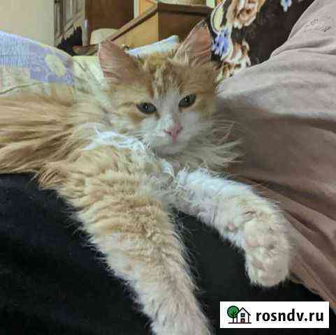 Кошка Воронеж