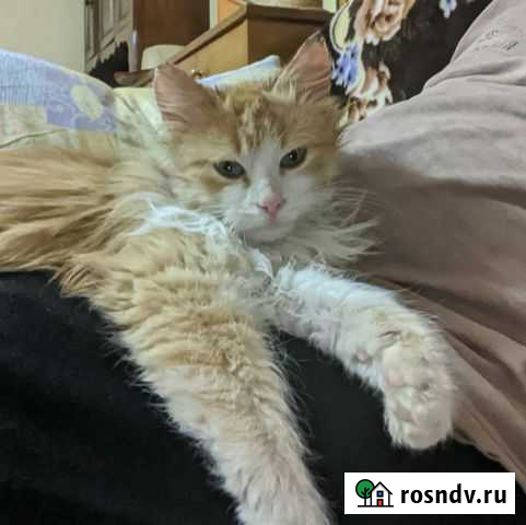 Кошка Воронеж - изображение 1