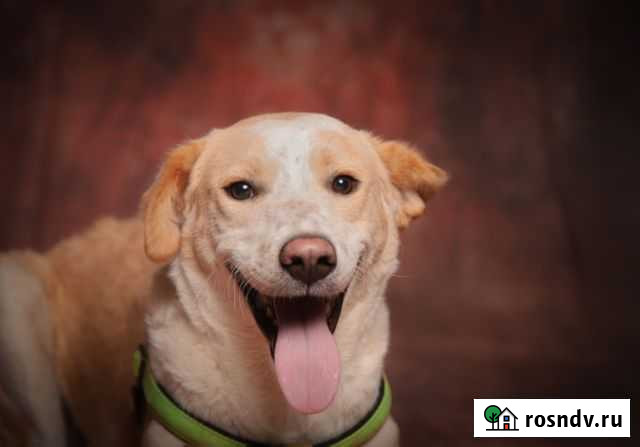 Собака в добрые руки Дедовск - изображение 1