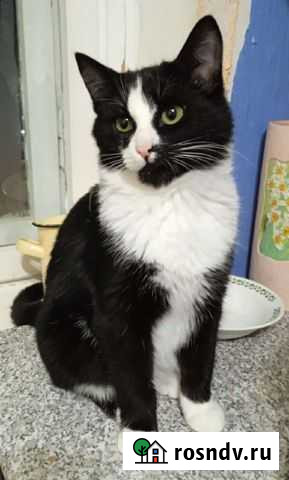 Котик в добрые руки Благовещенск - изображение 1